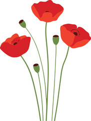Obraz premium red poppy flowers