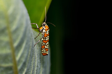 Close up view of Ailanthus webworm moth also known as ermine moth on black background.