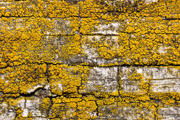 Yellow lichens on the cracked wooden board extreme close up shot