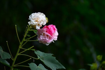 Hibiscus mutabilis (Cotton rose) flowers.Malvaceae deciduous shrub.White flowers in the morning, turning pink in the evening.

