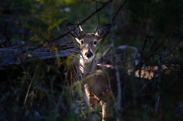 Deer Standing in Forest Among Trees and Shadows