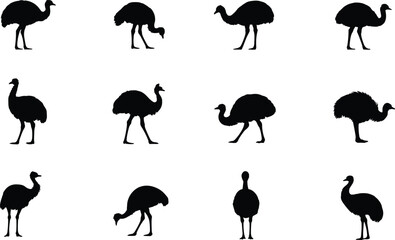 Emu silhouette illustration set, black bird poses grid, walking and feeding postures, wildlife species artwork, minimal design, white background
