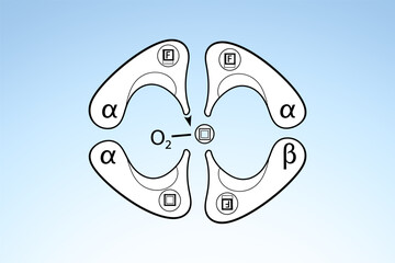 Diagram illustrating molecular interactions of oxygen with alpha and beta components in a scientific context