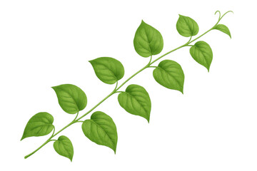 Fototapeta premium Green vine with fresh leaves growing on transparent background, symbolizing nature and growth