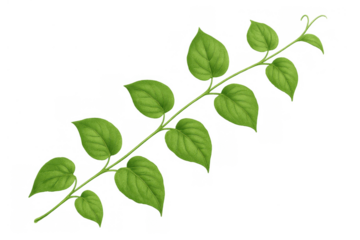 Green vine with fresh leaves growing on transparent background, symbolizing nature and growth