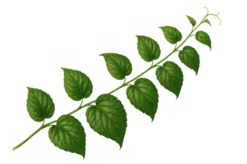 Lush green vine branch with fresh leaves and young tendrils growing, transparent background for easy design integration