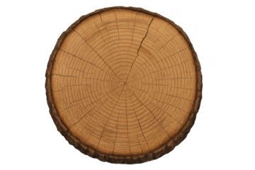 Cross section of a tree trunk with annual rings showing age and growth on transparent background