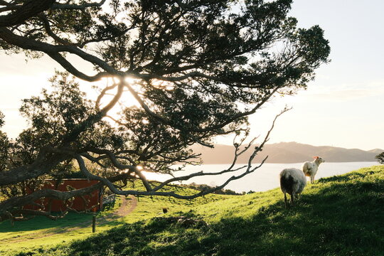 Sunset farm at Duder Regional Park