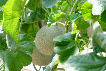 cantaloupe melon in greenhouse