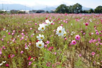 手前の白い花と遠くのピンクのコントラストが、秋の穏やかで開放的な雰囲気を演出します。