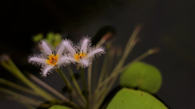 two delicate, white, fringed aquatic flowers with yellow centers, standing above the water, their fuzzy petals highlighted against a blurred background.