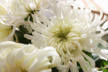Bouquet of beautiful white chrysanthemum flowers, closeup