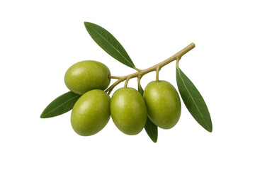 Healthy green olives growing on branch, fresh mediterranean fruit for cooking and diet, transparent background