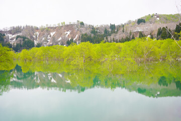 山形県白川湖の水没林
