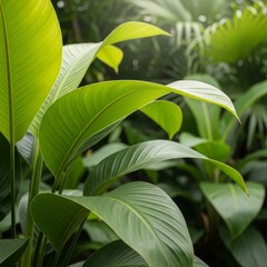 Obraz premium Lush Green Leaves in Tropical Garden Setting with Sunlight