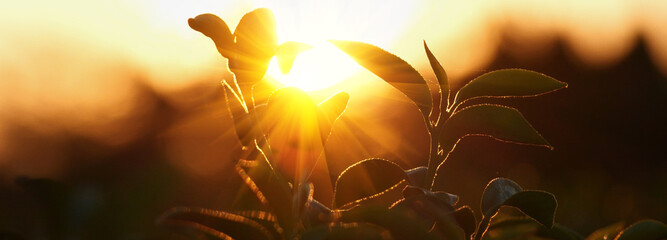 Banner Green tea tree leaves field young tender bud herbal Green tea tree in camellia sinensis organic farm. Panorama Fresh Tree tea leaf plant green nature in herbal farm background with Copy Space