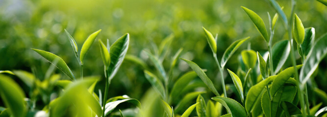 Banner Green tea tree leaves field young tender bud herbal Green tea tree in camellia sinensis organic farm. Panorama Fresh Tree tea leaf plant green nature in herbal farm background with Copy Space