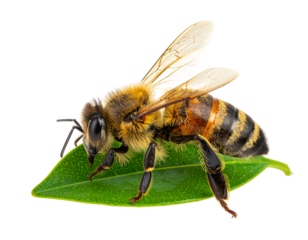 A bee rests on a single green leaf, wings slightly extended, against a stark black background