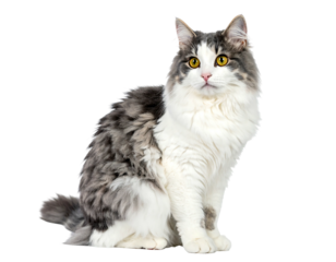 Fluffy, gray & white long-haired cat with golden eyes sitting against a black background looking curiously upward