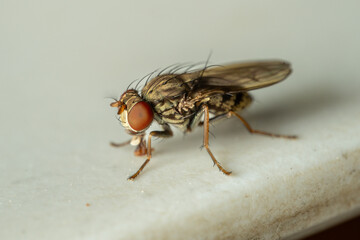 Macro Close-up of a Small Fly with Large Red Eyes on White Surface