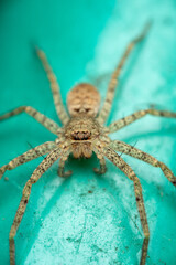 Extreme Macro Close-up of a Huntsman Spider on Turquoise Surface