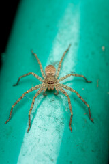 Macro Close-up of a Huntsman Spider on a Green Surface