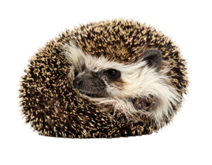 Curled hedgehog on black backdrop spiky brown fur, dark eyes, white face, and visible paws