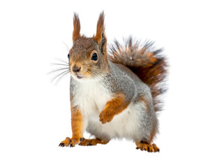 Fluffy squirrel with a white chest stands against a black background. Eyes are forward, looking slightly to the left