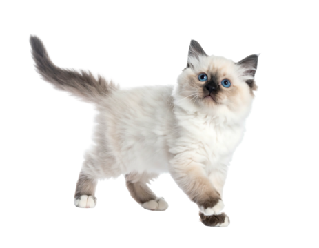 Fluffy white kitten with blue eyes, walking toward viewer on a transparent background