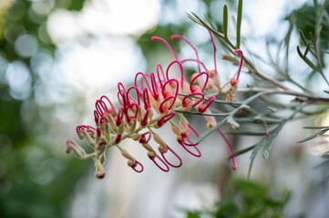 Pink Grevillea flowers blooming in the garden. Grevillea are evergreen shrubs or trees with needle-shaped foliage and bright, exotic looking flowers held at the end of their branches.