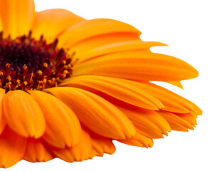 A close-up section of a vibrant orange gerbera daisy, with a dark center, against a stark black background