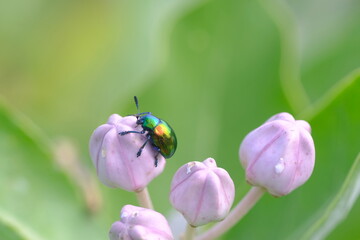 Macro photo of metallic green beetle on pink flower bud.