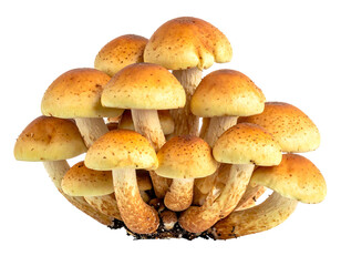 A cluster of golden-brown mushrooms with speckled caps and slender stems, against a solid black background