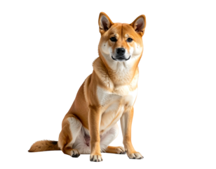 Focused Shiba Inu dog, seated against a black background. Sharp details, clear fur texture, and neutral expression