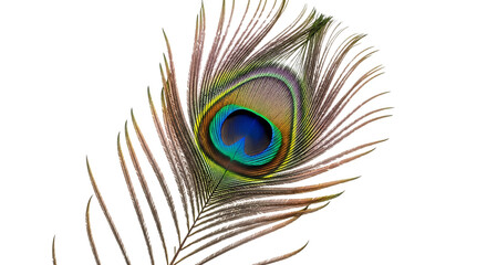 Obraz premium Detailed Peacock Feather with Eye Pattern in Vibrant Blue Green Yellow and Brown Hues isolated on a transparent background