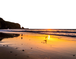 Golden sunset reflects on a beach with gentle waves and seagulls near grassy hills