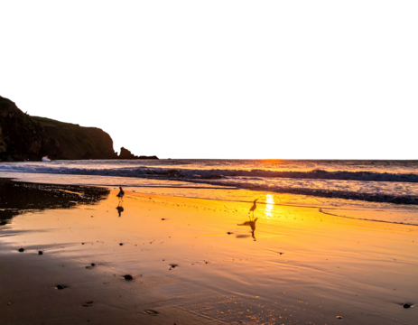 Golden sunset reflects on a beach with gentle waves and seagulls near grassy hills