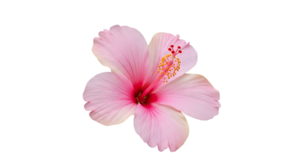 Delicate pale pink hibiscus flower with vibrant red and yellow stamen isolated on a transparent background