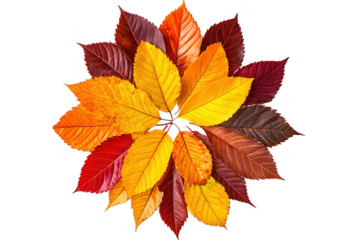 Autumn leaves arrangement isolated on a transparent background