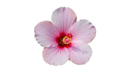 Delicate pale pink hibiscus flower with a deep red center and yellow stamen isolated on a transparent background