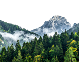 Forested mountainside view with low clouds and peak