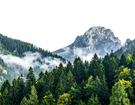 Forested mountainside view with low clouds and peak