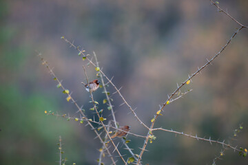 A beautiful Scaly breasted munia perched on a thorny branch with natural background.