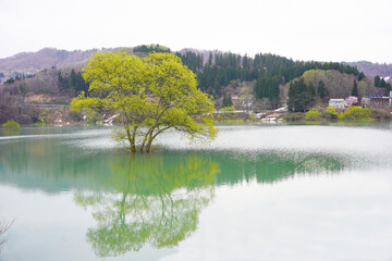 山形県白川湖の水没林