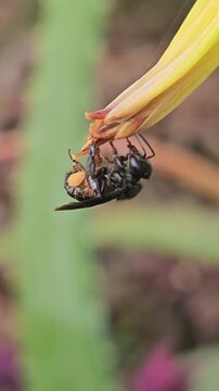 Brazilian black stingless bee, Irapu&aacute;, pollinating aloe vera flowers.