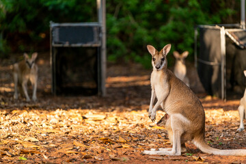 Wallaby Before Relocation