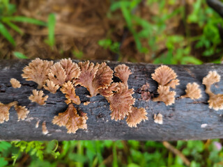 close up of mushrooms growing on rotting tree branches