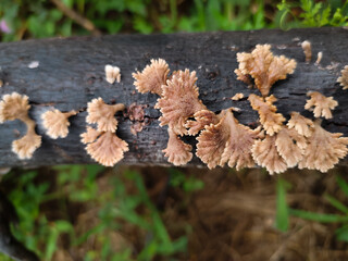 close up of mushrooms growing on rotting tree branches