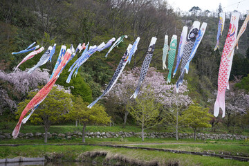 鯉のぼりと桜（山形県まほろば古の里歴史公園）/Japanese cherry blossom with Japanese carp-shaped streamer