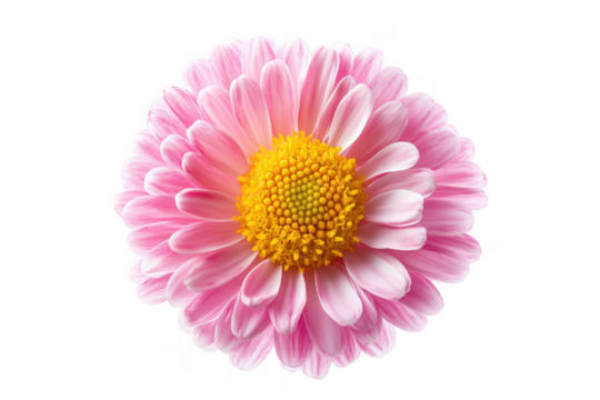 Pink daisy flower petals yellow center isolated on a transparent background